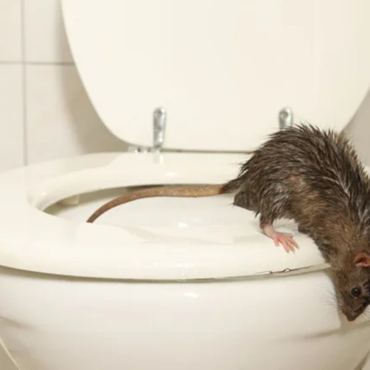 hombre hospitalizado tras ser mordido por una rata en su baño: un caso de leptospirosis