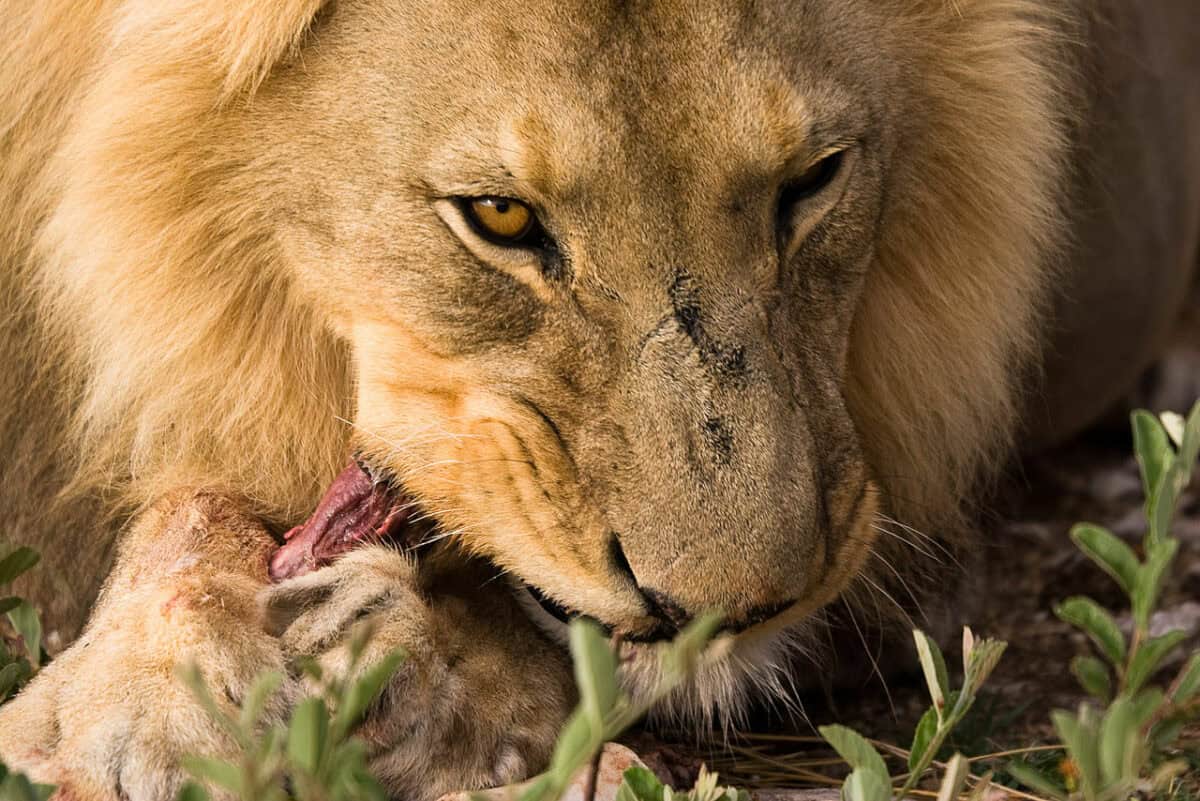 <p><strong>Lifespan: </strong>15 to 30 years</p> <p><strong>Weight:</strong> 130 to 190 kg</p> <p><strong>Conservation status: </strong>Vulnerable</p> <ul>   <li>The lion is Africa's top predator and the second largest <a class="wpil_keyword_link" href="https://www.animalsaroundtheglobe.com/big-cats/" title="big cat">big cat</a> in the world. </li>   <li>A lion's roar can be heard up to 5 miles (8km) away, enabling them to communicate with each other over large distances. </li>   <li>They spend most of their time sleeping and can sleep up to 20 hours a day!</li>  </ul>           Sharks, lions, tigers, as well as all about cats & dogs!           <a href='https://www.msn.com/en-us/channel/source/Animals%20Around%20The%20Globe%20US/sr-vid-ryujycftmyx7d7tmb5trkya28raxe6r56iuty5739ky2rf5d5wws?ocid=anaheim-ntp-following&cvid=1ff21e393be1475a8b3dd9a83a86b8df&ei=10'>           Click here to get to the Animals Around The Globe profile page</a><b> and hit "Follow" to never miss out.</b>