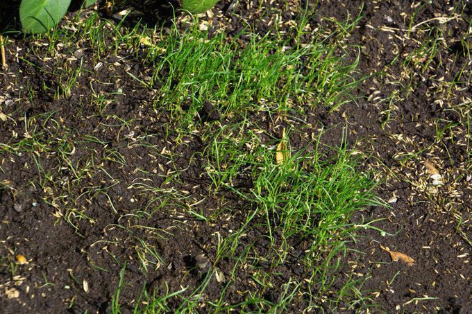 spring theme with young grass lit by the early spring sun