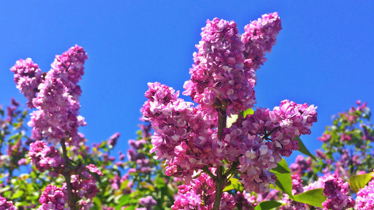 Monroe County Parks: Lilacs on track to bloom just in time for the ...