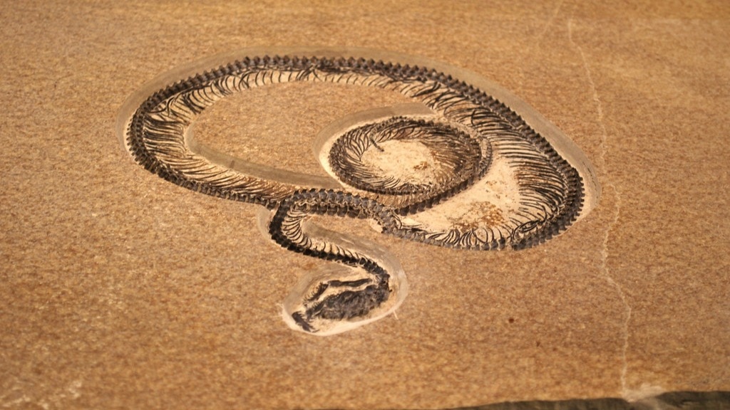 fossils of ancient snake, possibly largest, found in gujarat's kutch: study