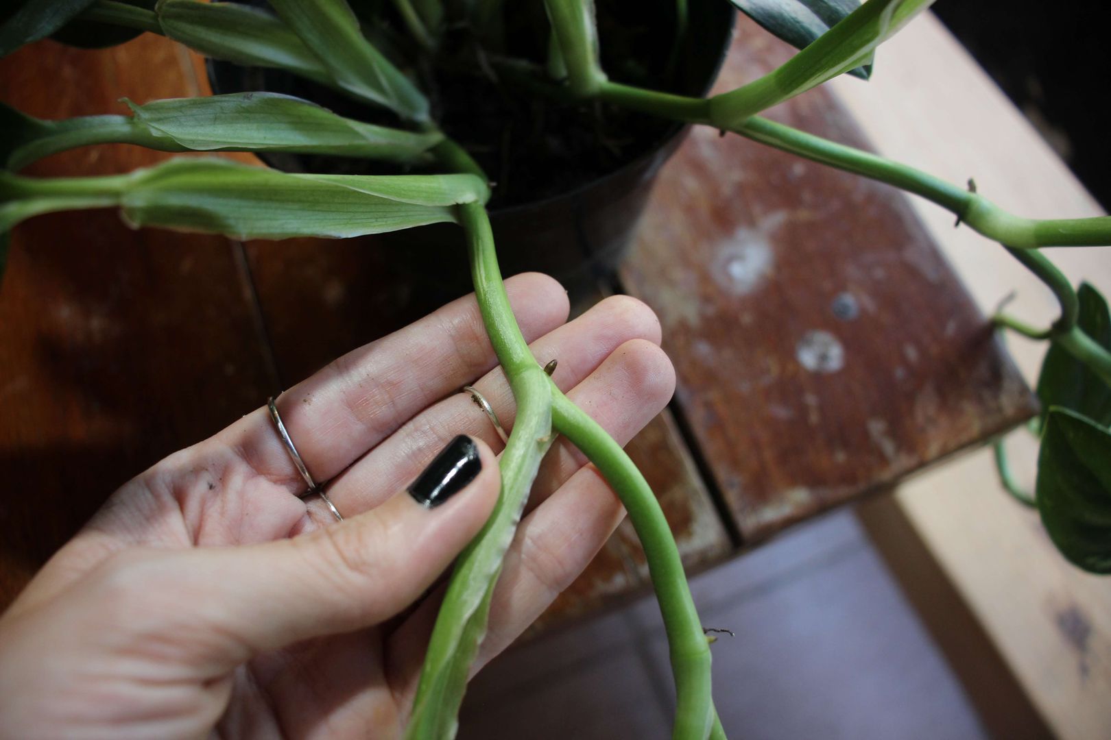 philodendron slang planten verzorgen - tips en tricks