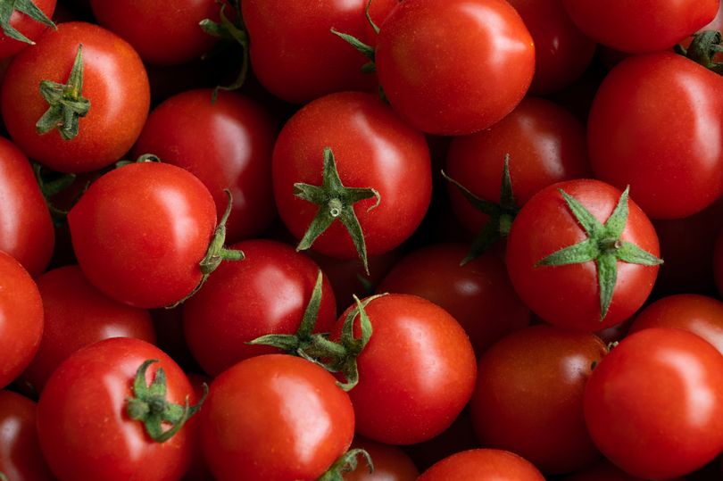 uk needs to end 'ridiculous' tariffs on tomatoes from morocco, mps are told