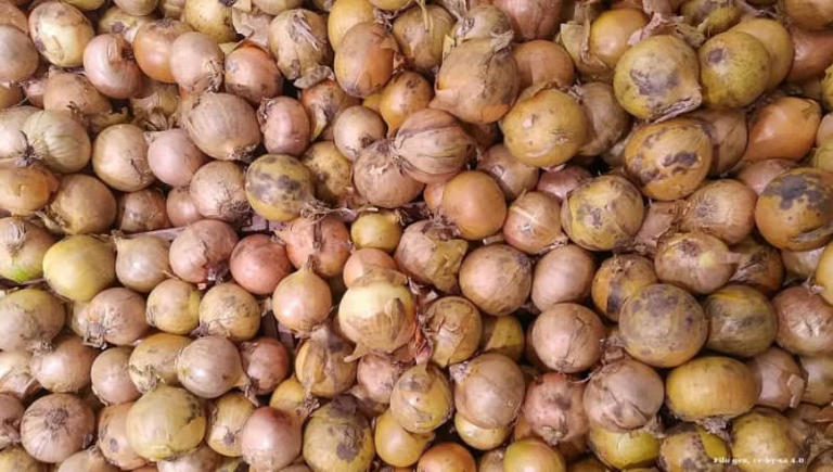 CENTRAL ASIA BLOG: Cautionary tale as onion prices crash amid glut on a "tragic" scale