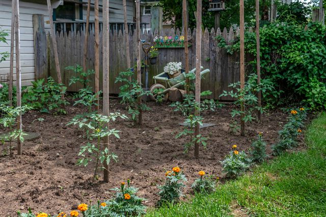how far apart should you plant tomatoes in your garden?