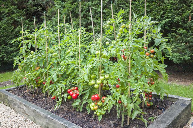 how far apart should you plant tomatoes in your garden?