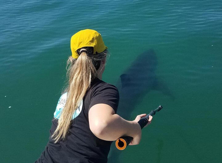 Baby white sharks prefer being closer to shore, scientists find