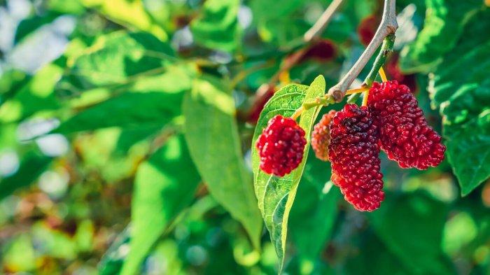5 khasiat menakjubkan buah murbei untuk kesehatan,termasuk pengontrolan gula darah