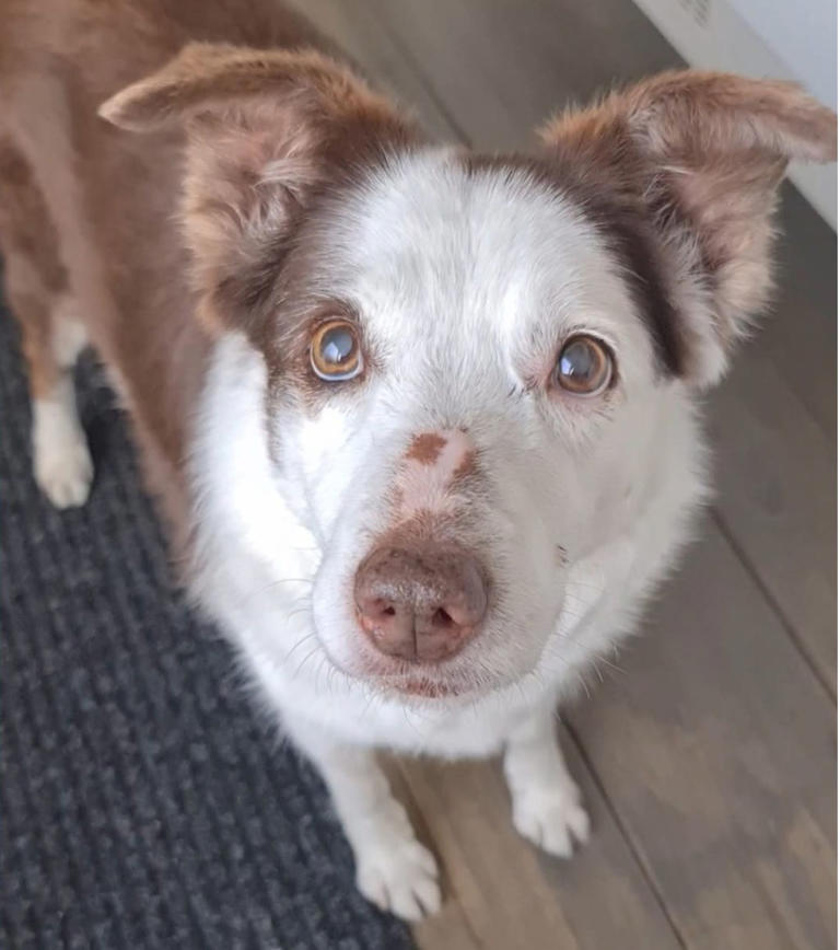 15-year-old dog plays matchmaker for mom and pilot who flew them home ...