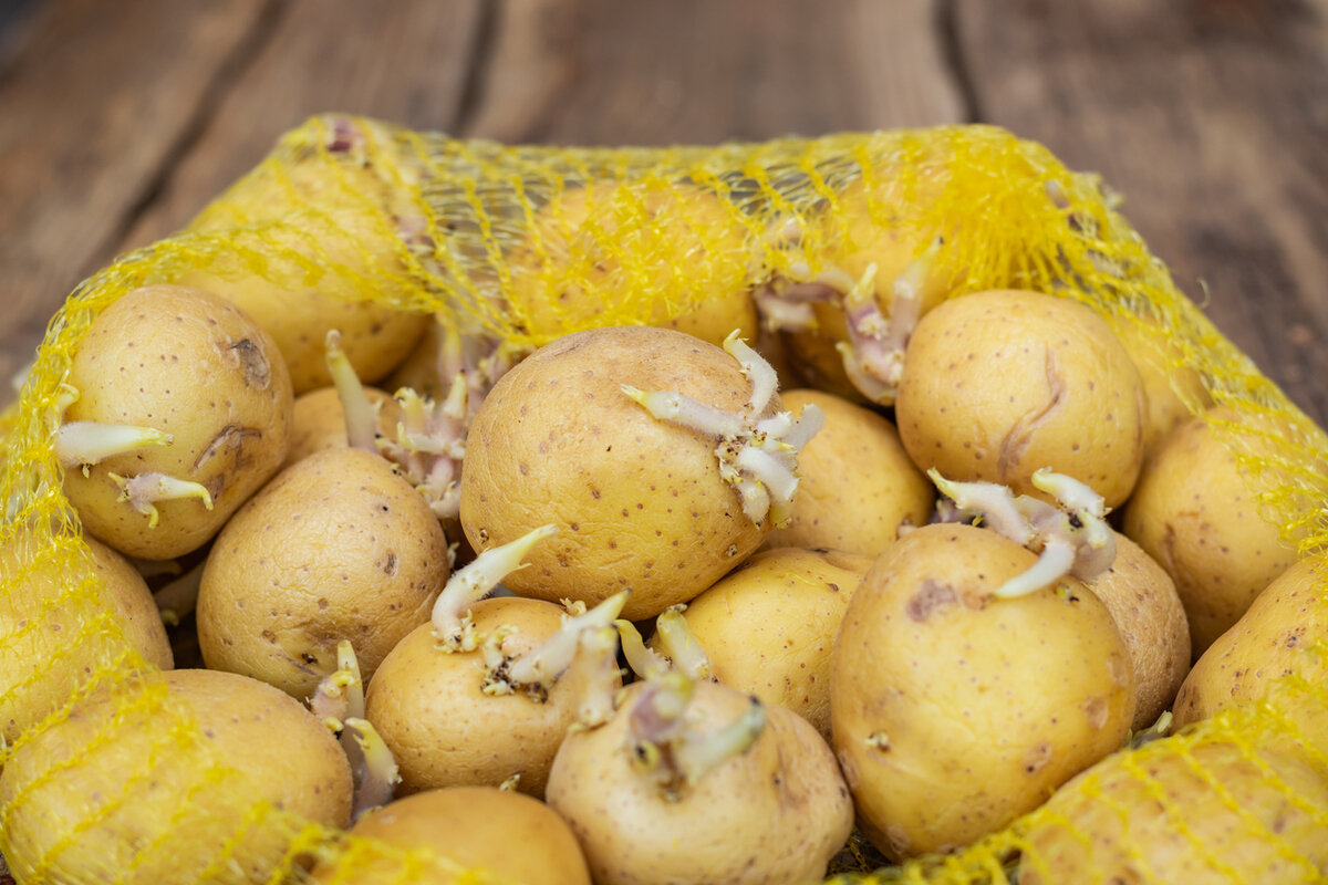 est-ce vraiment sans risque de manger des pommes de terre germées ?