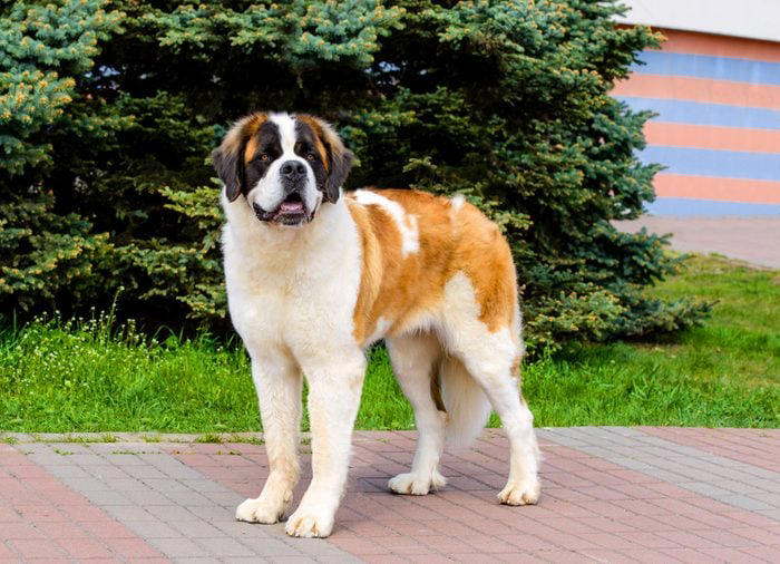 15 Russian Dog Breeds with Impressive Histories