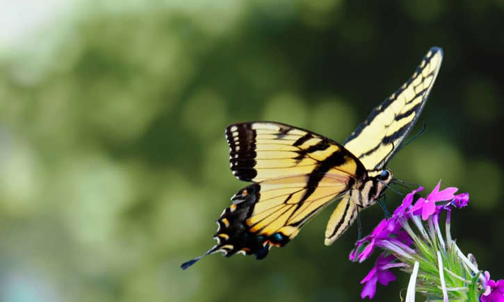 Schaus Swallowtail