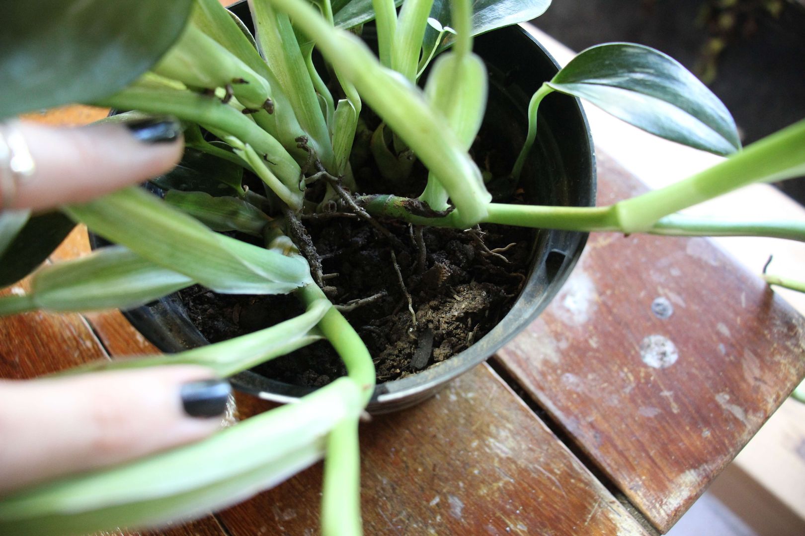 philodendron slang planten verzorgen - tips en tricks