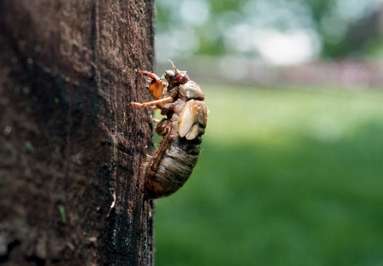 Are cicadas harmful to humans or pets? How long will they be around