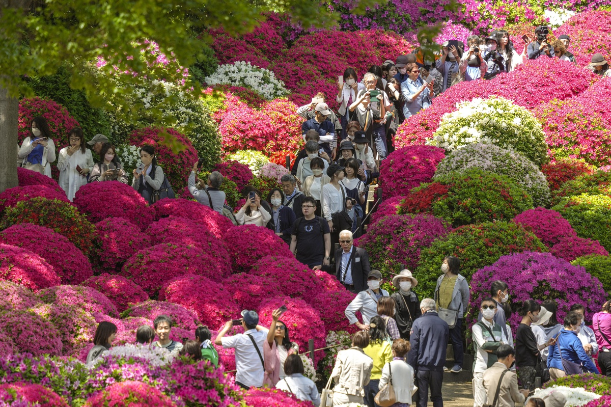 Azaleas en plena floración atraen a los visitantes del jardín del Santuario Nezu de Tokio. EFE/KIMIMASA MAYAMA