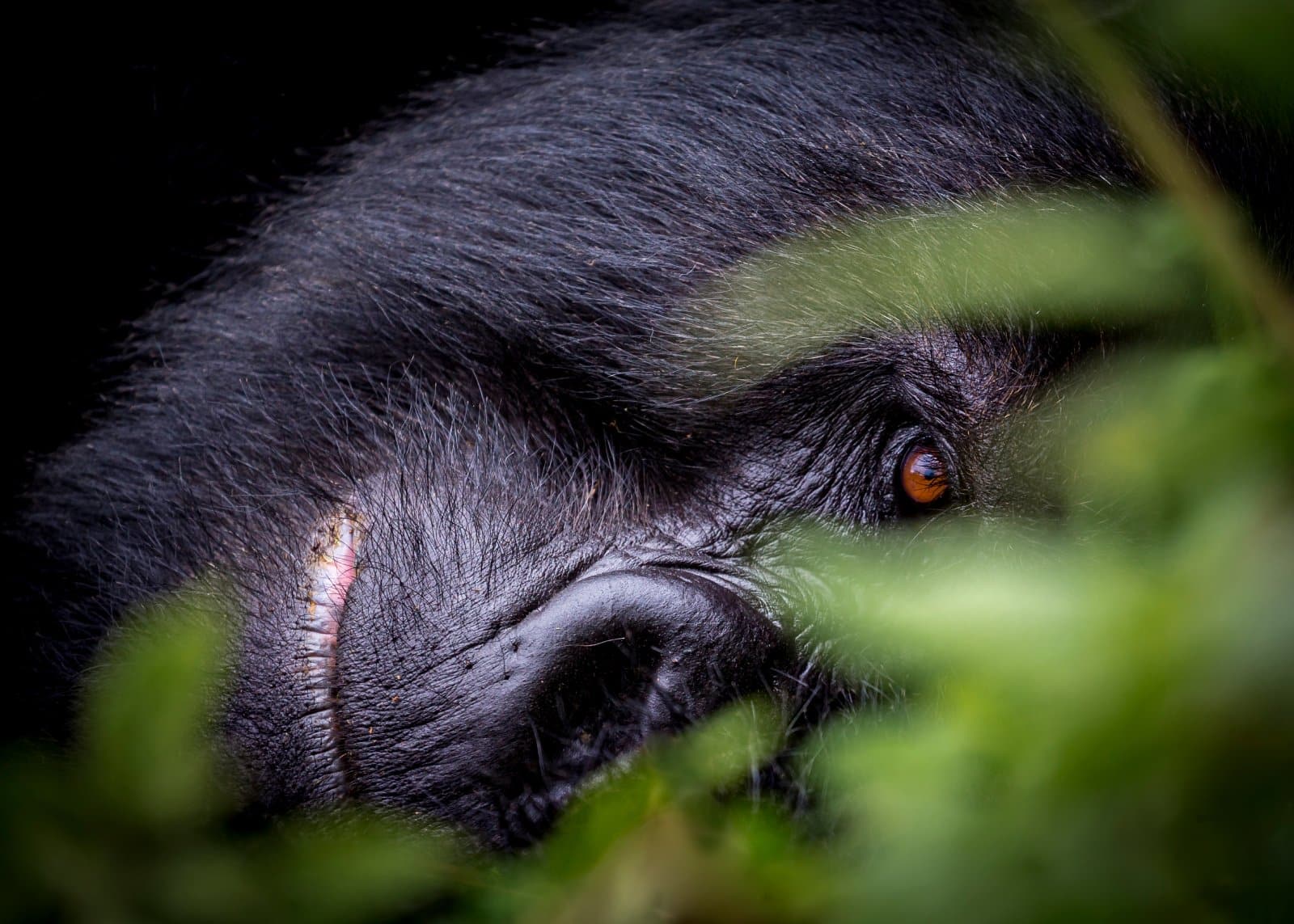 <p class="wp-caption-text">Image Credit: Shutterstock / Holger Metzger</p>  <p>Home to mountain gorillas who have mastered the art of the “do not disturb” look better than any hotel guest.</p>
