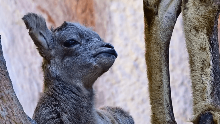 Los Angeles Zoo Shares Video Of Bighorn Baby Sheep Lambs