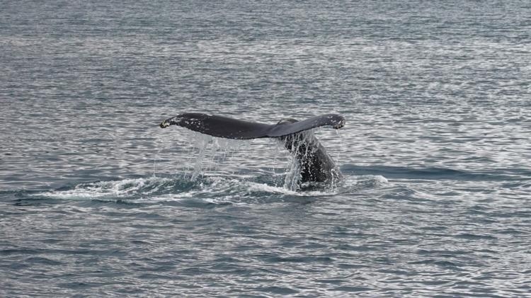 vidéo. une baleine à bosse interagit avec une centaine de dauphins-pilotes au large de capbreton
