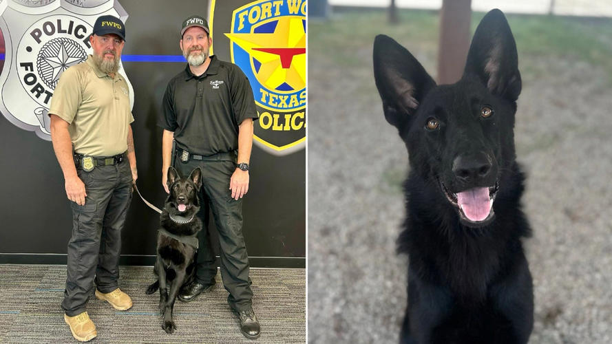 Texas shelter dog becomes impressive police K-9 as he combats fentanyl crisis