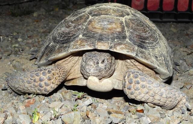 Mojave desert tortoise named a California endangered species