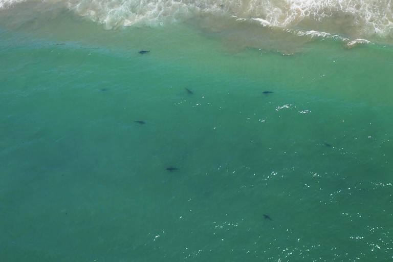 Baby sharks doo doo doo doo doo like to be near the beach