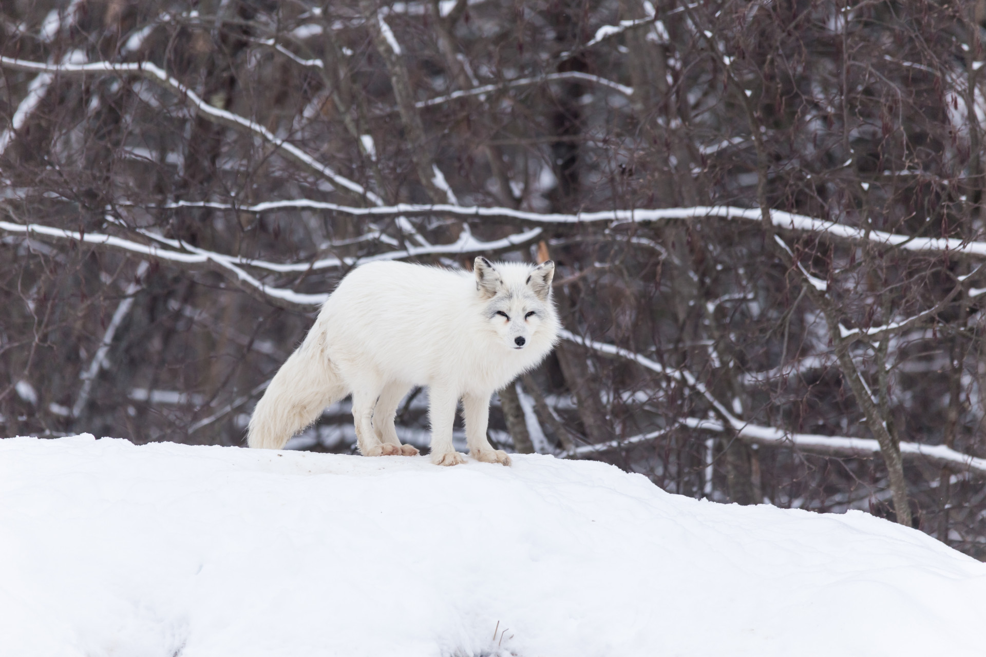 Los Majestuosos Animales Del Ártico Como Jamás Los Habías Visto