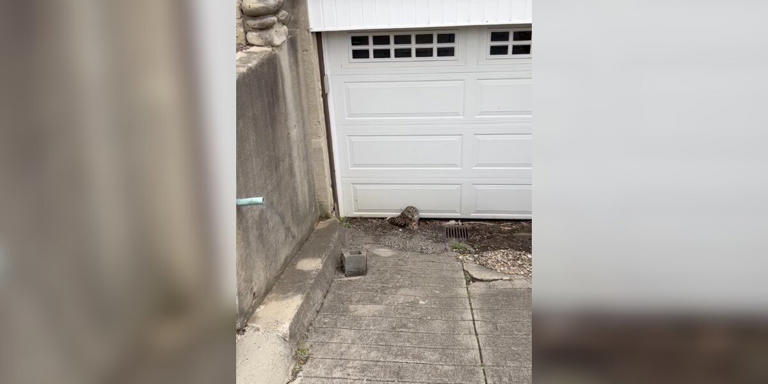 Plumber Does A Double Take When Brown Clump Near Garage Starts Blinking