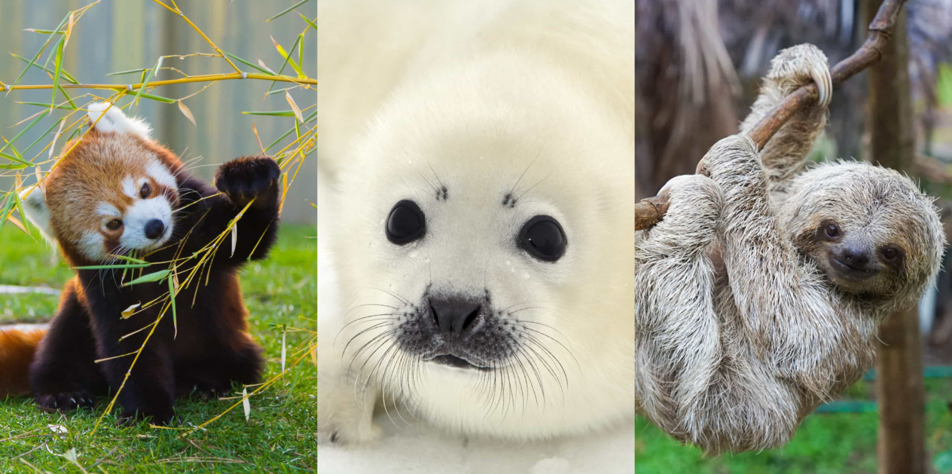The world's most ridiculously adorable wild animals