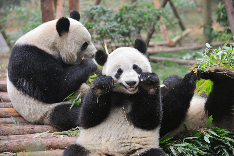 FILE - Giant pandas eat bamboo at Chengdu Research Base of Giant Panda Breeding.