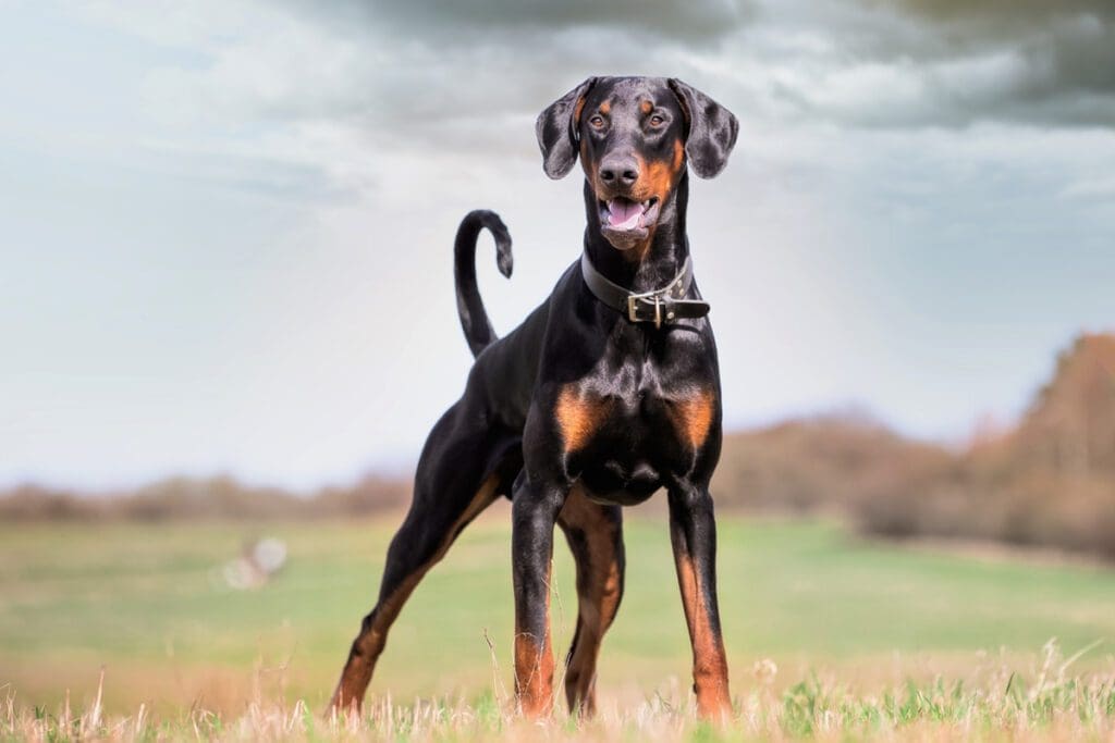 10 Black Dog Breeds You're Sure to Love