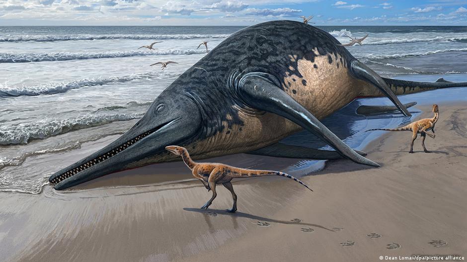 niña de 11 años descubre en la playa el mayor reptil marino conocido: un ictiosaurio gigante