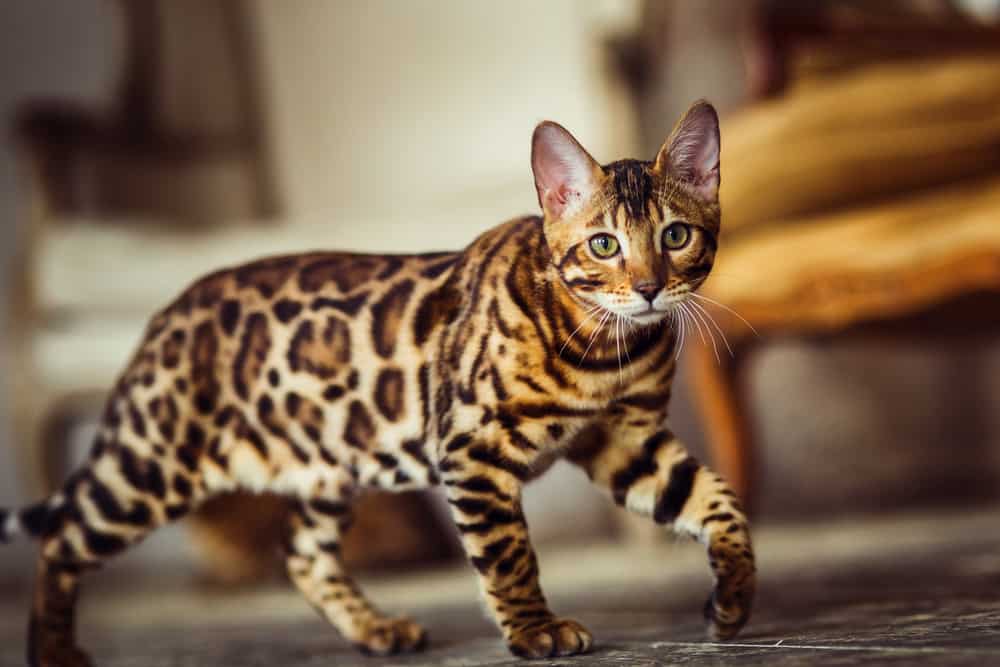 The 10 Most Expensive Cat Breeds To Insure