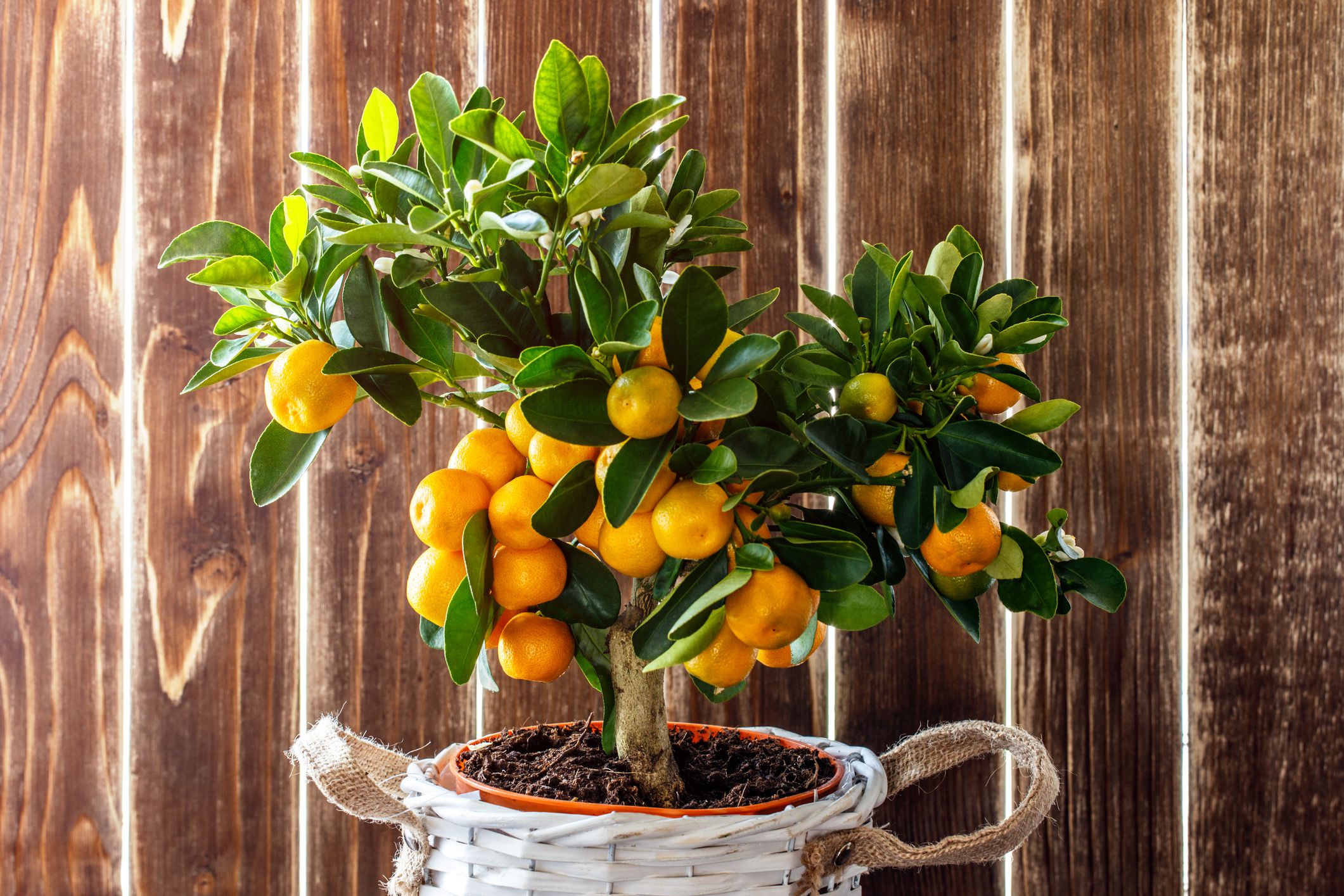 ¿cómo plantar el limón para aromatizar la casa?