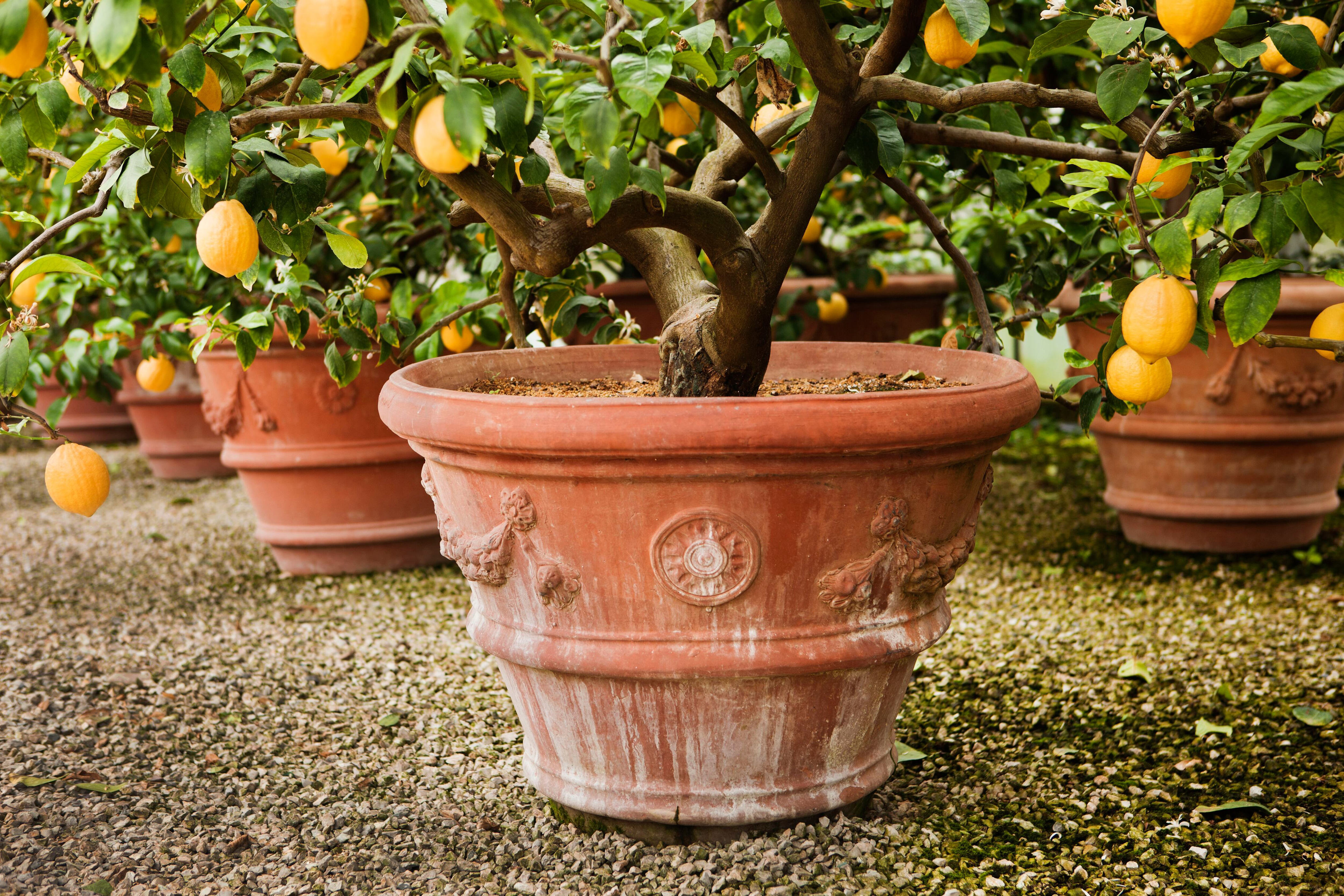 ¿cómo plantar el limón para aromatizar la casa?