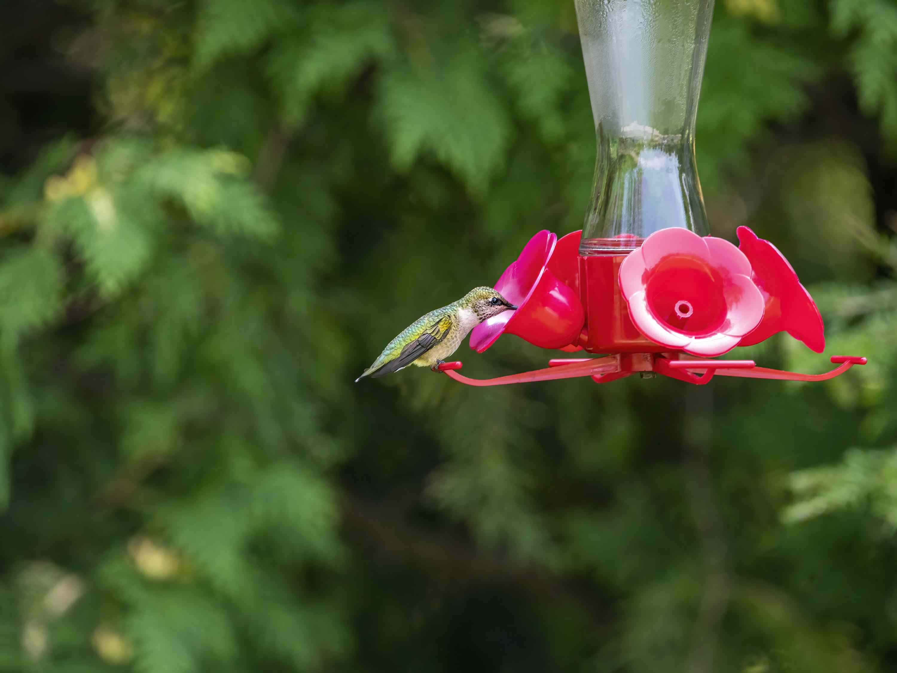 how to, how to keep bees away from your hummingbird feeders, according to experts