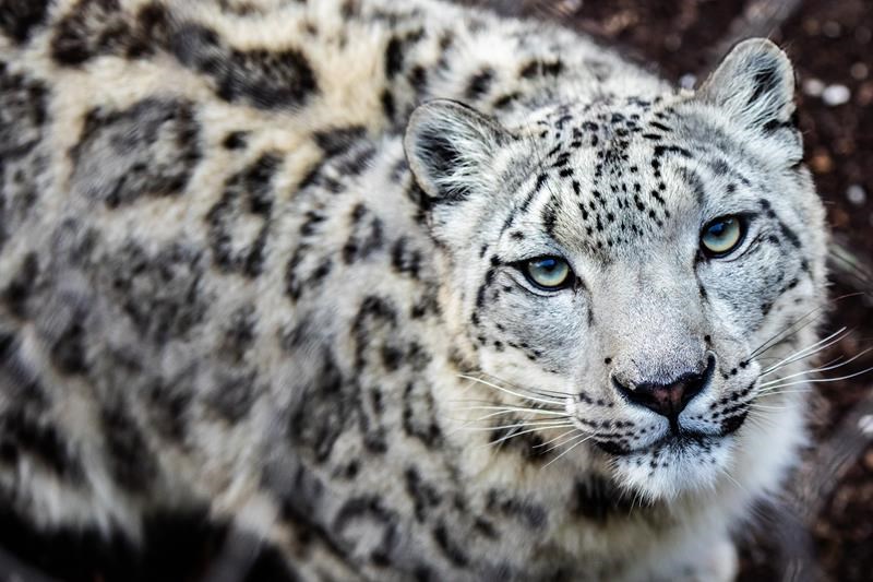 toronto zoo says 'friendly and determined' snow leopard jita is pregnant