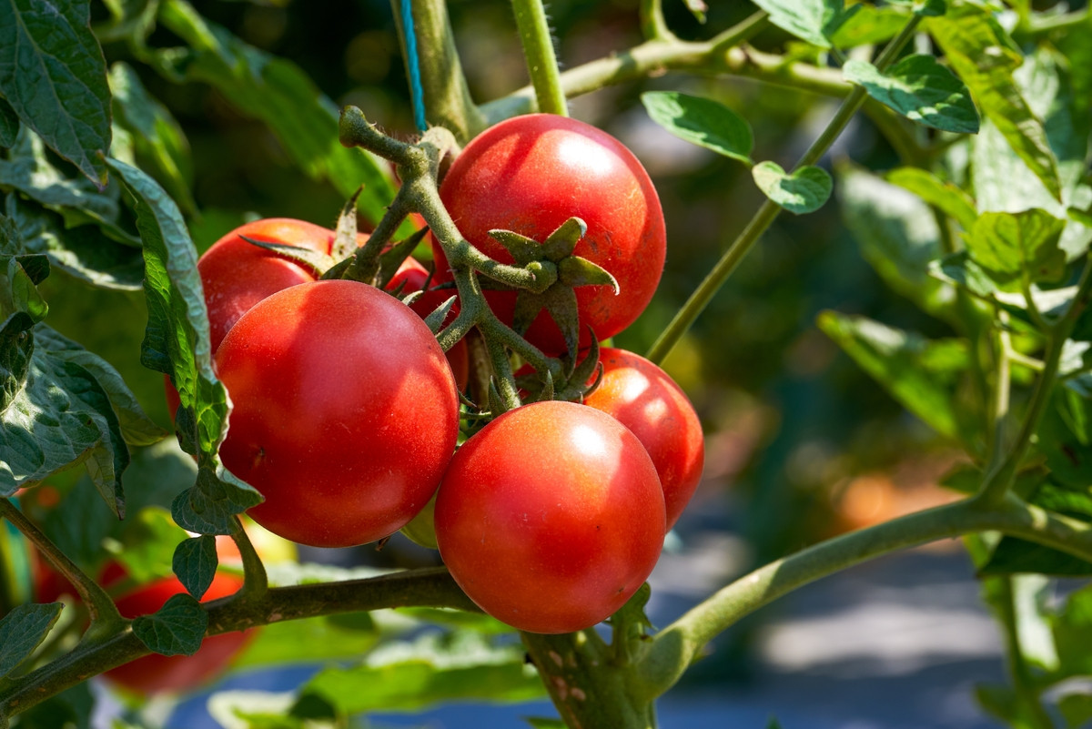 tomates : l’astuce méconnue à faire en avril pour avoir des récoltes beaucoup plus rapidement