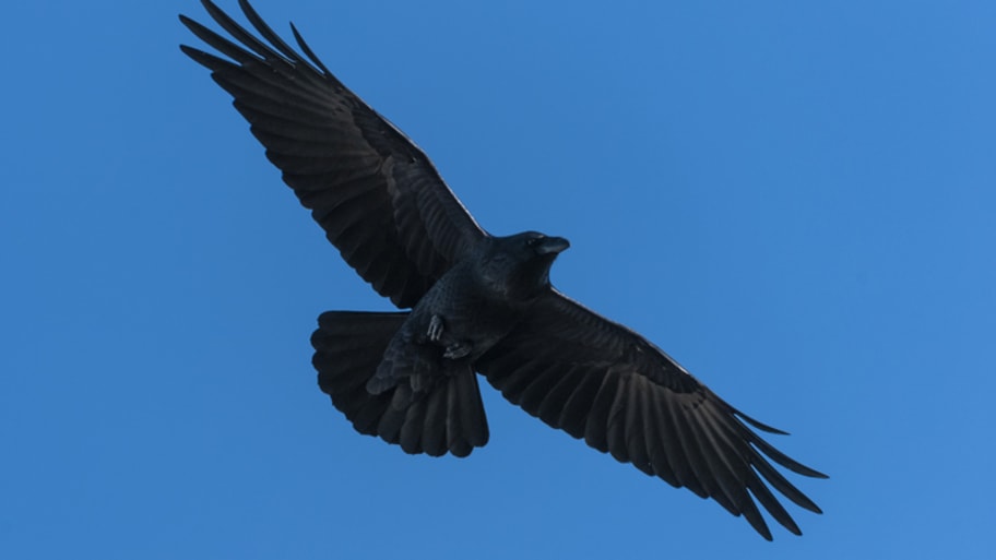 crows vs. ravens: 7 ways to tell the corvid cousins apart