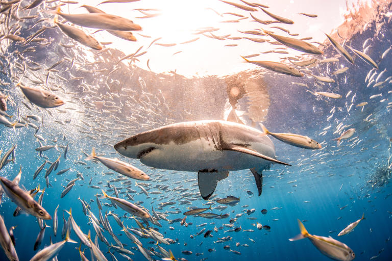 Stock image of a great white shark surrounded by fish. These sharks can adapt their behavior to their environment.
