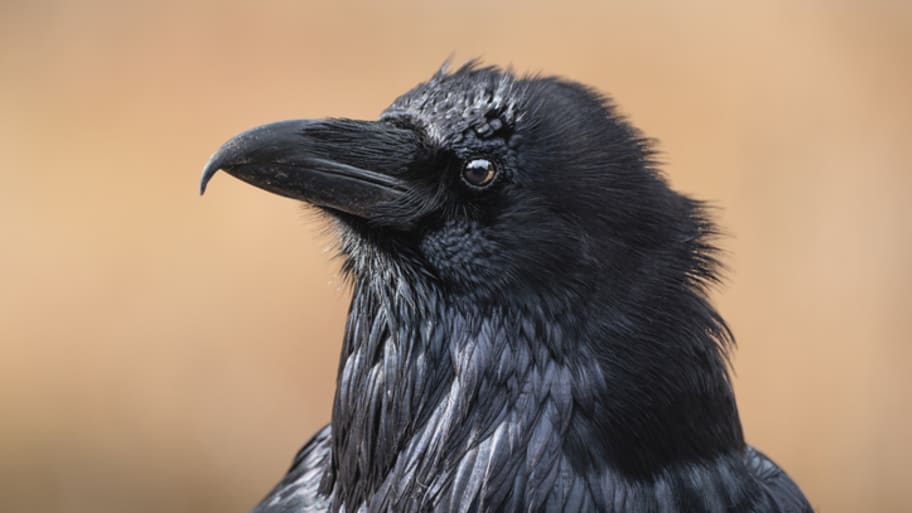 crows vs. ravens: 7 ways to tell the corvid cousins apart