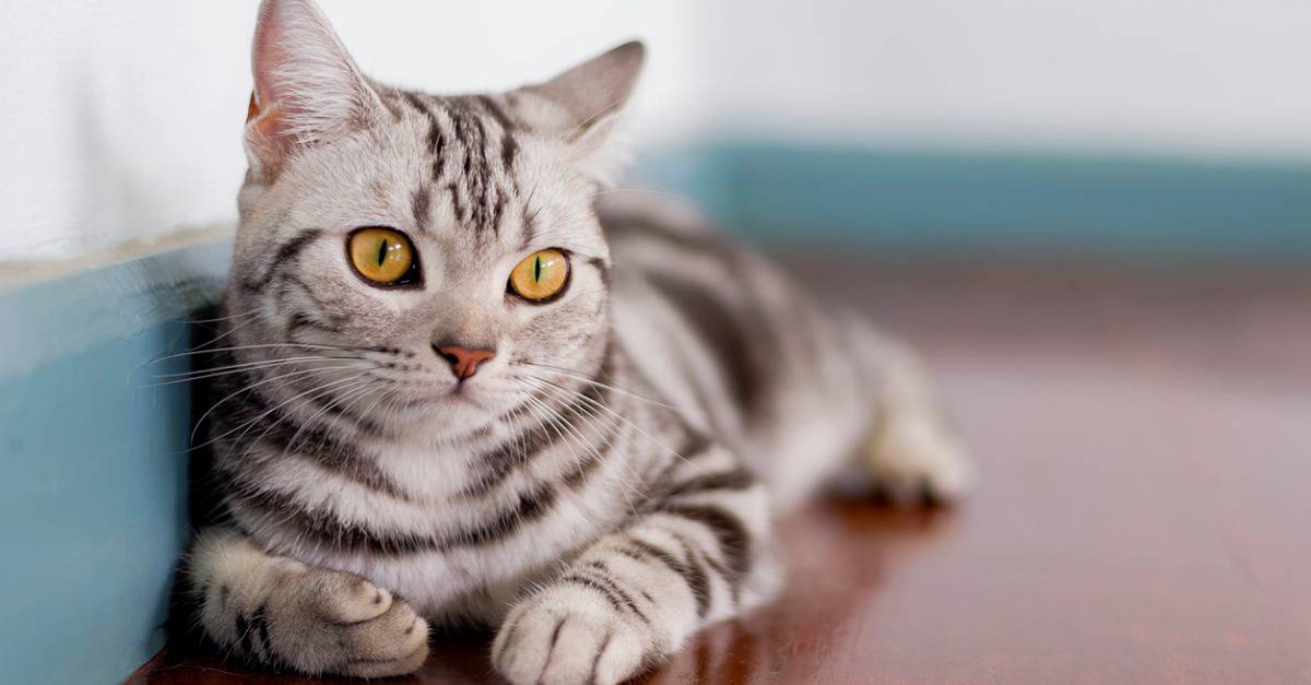 These Are the 15 Quietest Cat Breeds