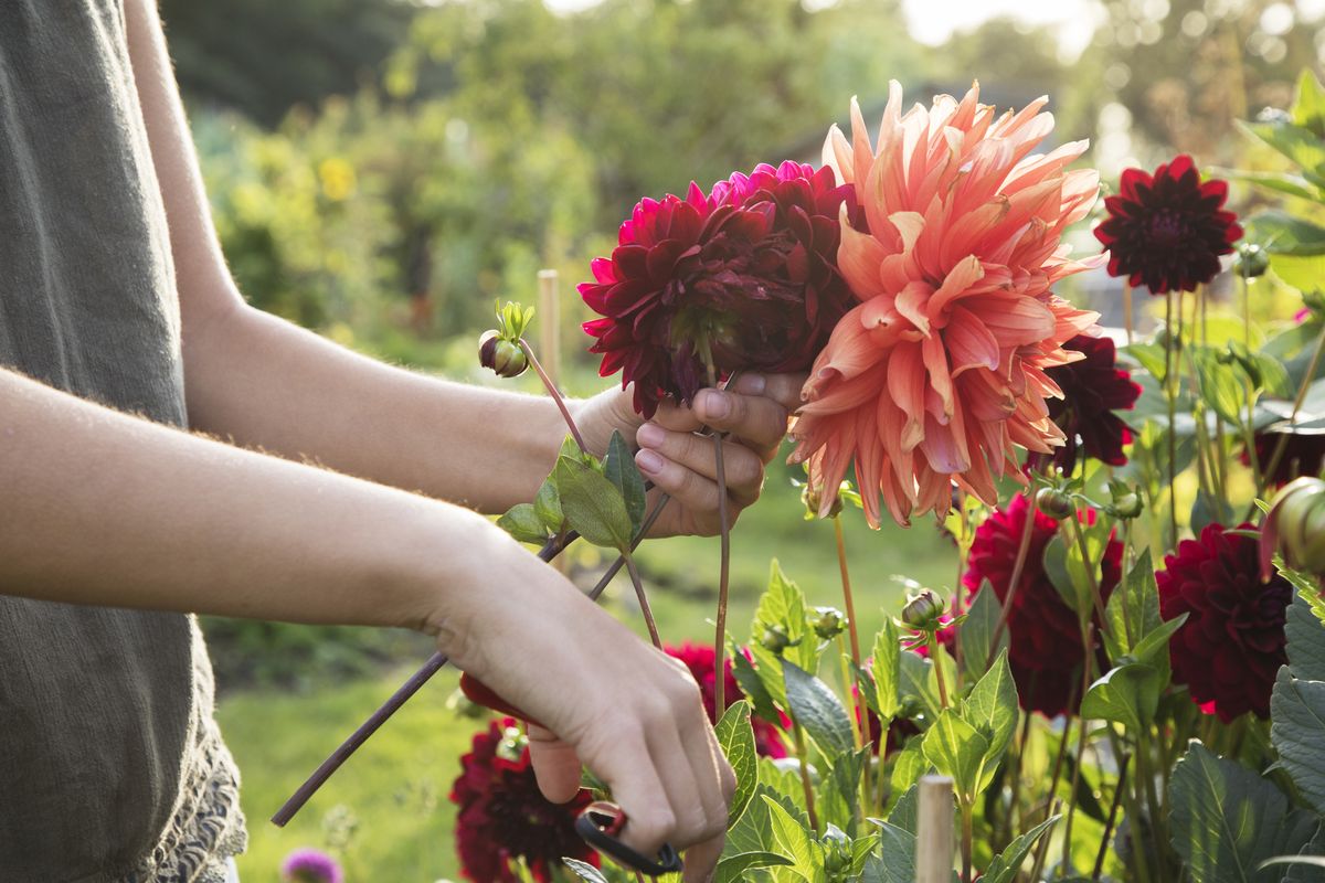 the #1 mistake beginners always make when growing dahlias, according to a gardening expert