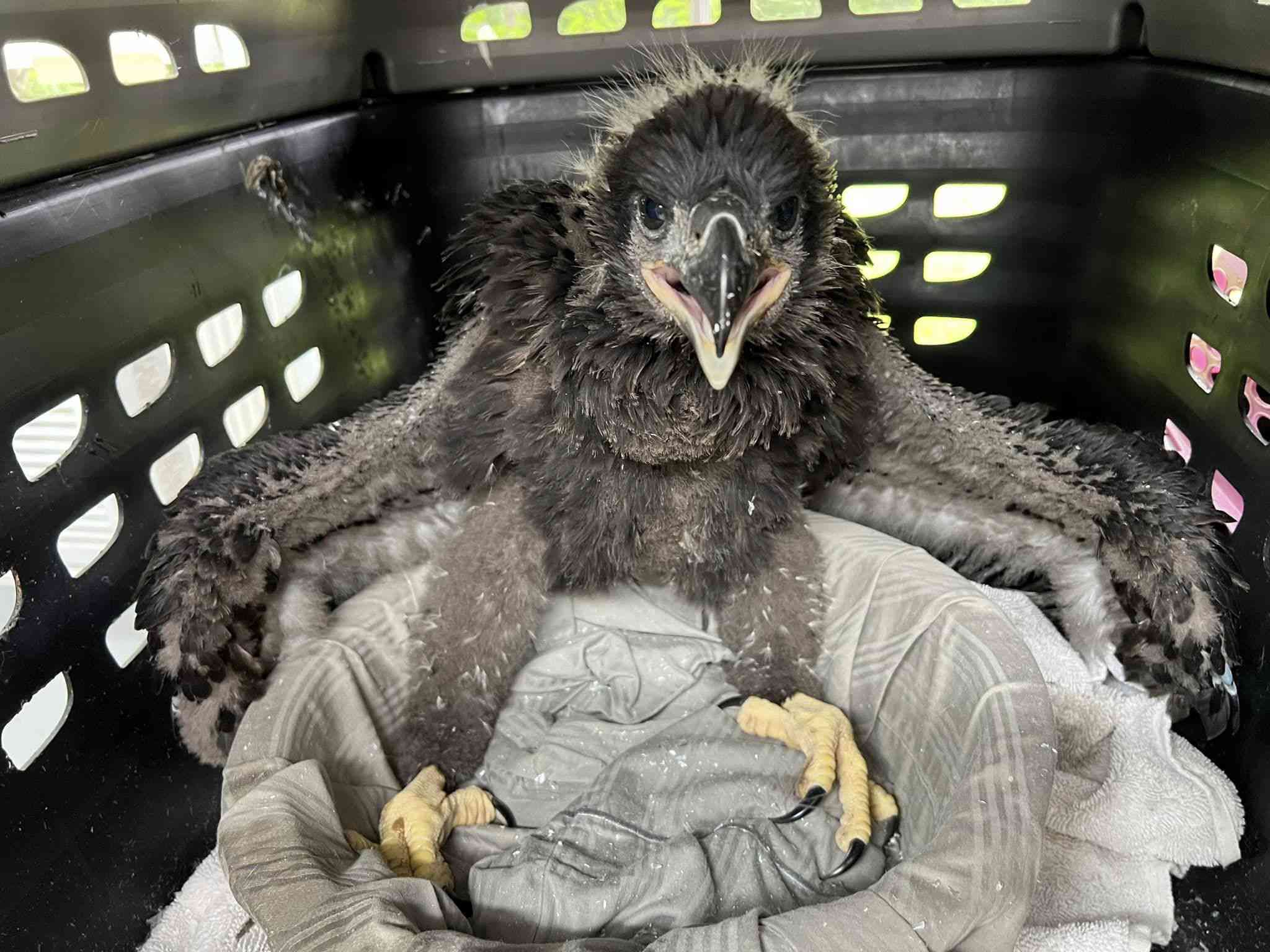 texas wildlife rescue reunites baby bald eagle with parents