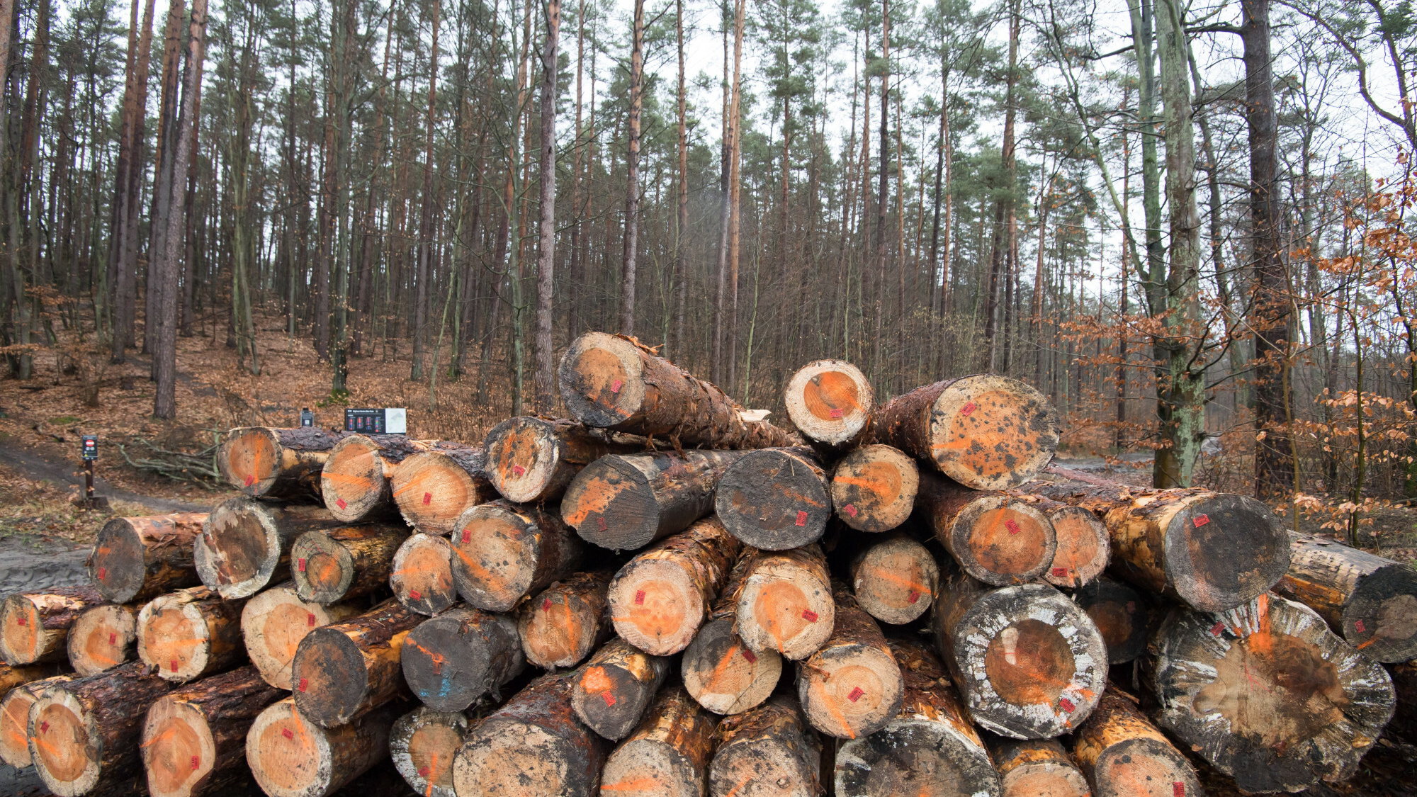 nowe zasady zarządzania polskimi lasami. jest propozycja leśników