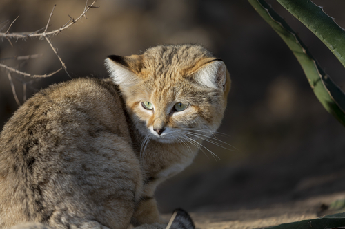 <p>In a study spanning four years and published in the Journal of Arid Environments, scientists uncovered astonishing insights into the lifestyle of sand cats (Felis margarita) in the Moroccan desert.</p>