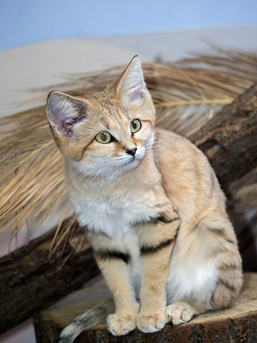 <p>Despite their formidable adaptations, the sand cats' tameness and lack of fear towards humans bring an added vulnerability. Habitat loss remains a critical threat, and their actual status in the wild is yet to be fully known.</p>