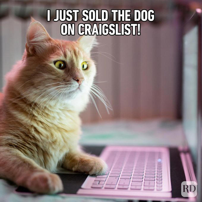 71 Hilarious Cat Memes You Will Laugh at Every Time