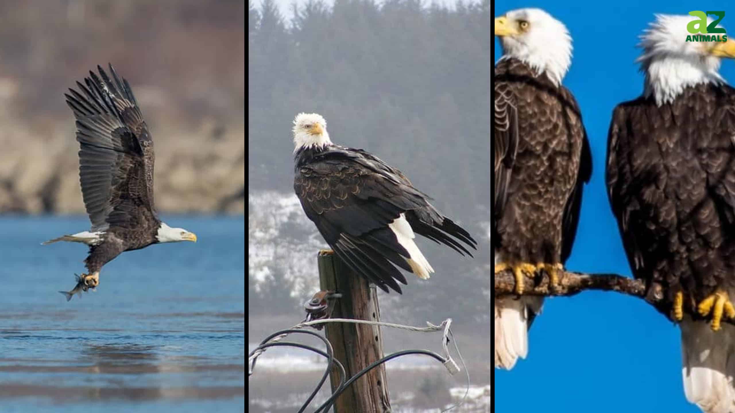 The Best States for Seeing Majestic Bald Eagles