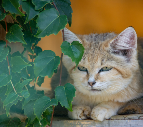 <p>According to Dr. Grégory Breton, managing director of Panthera France, "Sand cats travel further during the night than any other cat their size." This revelation is a testament to their nomadic nature, which may see them shifting homes based on environmental conditions such as rainfall.</p>