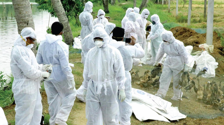 Bird Flu: Over 20,000 Ducks Culled In Two Panchayats In Alappuzha District